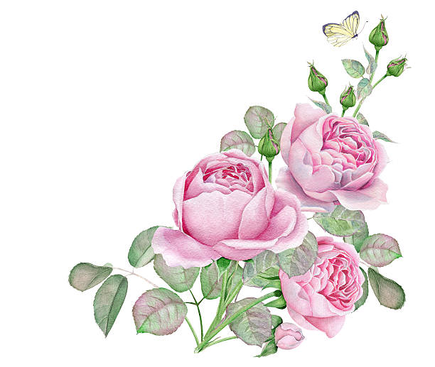 watercolor polski róż - english rose stock illustrations