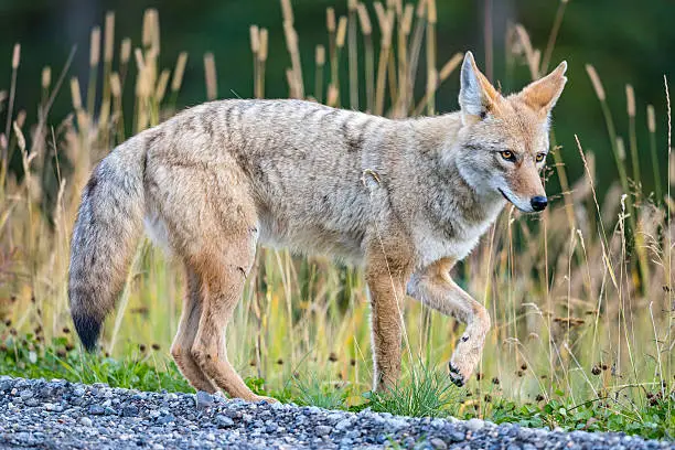 Photo of Coyote (Canis Latrans)