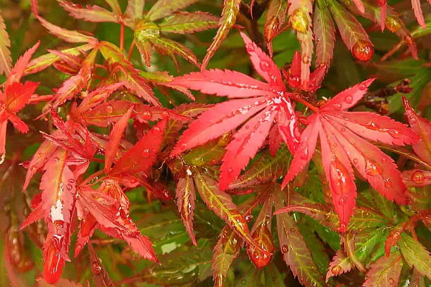 Photo of Japanese Maple Shaina