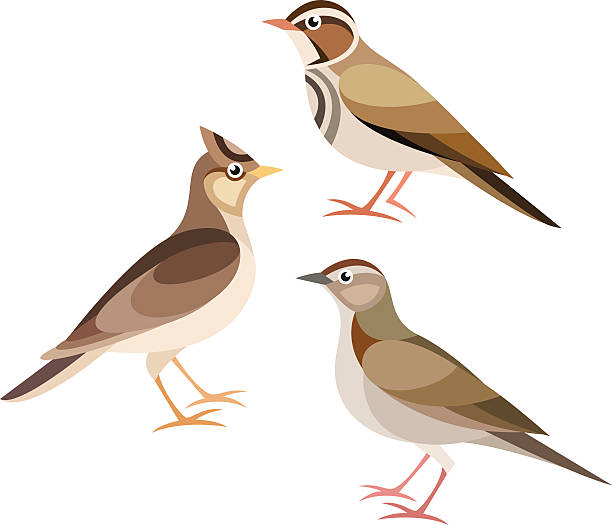 Stylized Birds Stylized Birds - Lark, Skylark, Woodlark lark stock illustrations