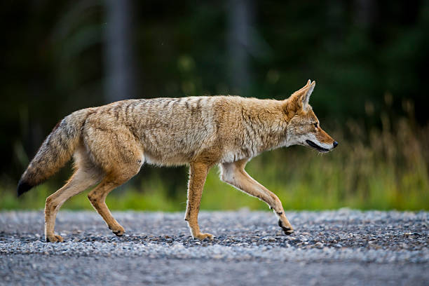 Coyote (Canis Latrans) stock photo