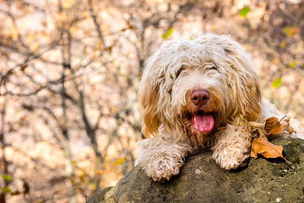 Lagotto romagnolo in the wood a beatiful lagotto romagnolo in the wood in autumn, tired after a long walk searching for truffles lagotto romagnolo stock pictures, royalty-free photos & images