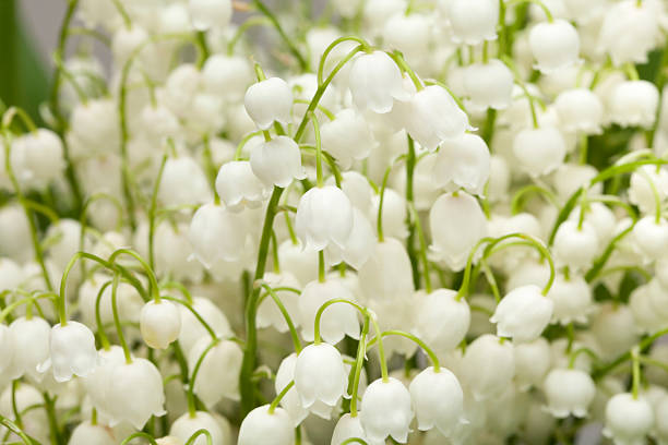 istock Lilies of the valley close-up 501201702