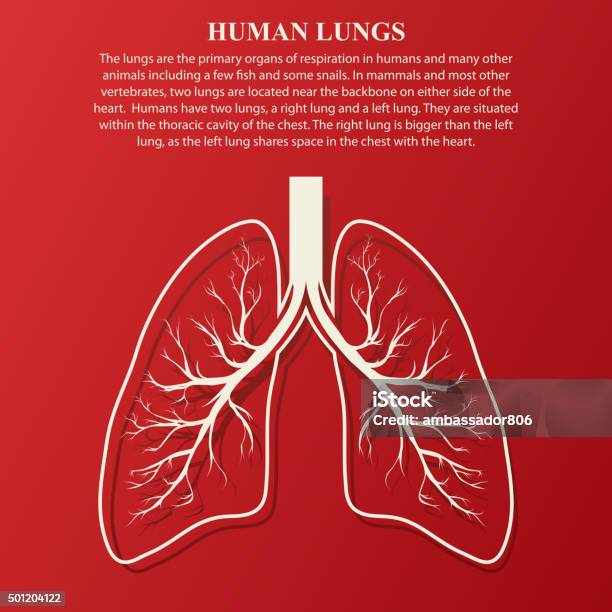 Human Lung Anatomy Illustration Stock Illustration - Download Image Now - Vector, Human Lung, Diagram