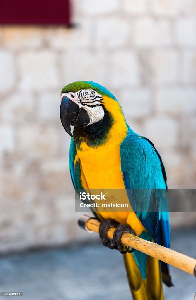 Parrot Beautiful Pet Parrot Animal Stock Photo