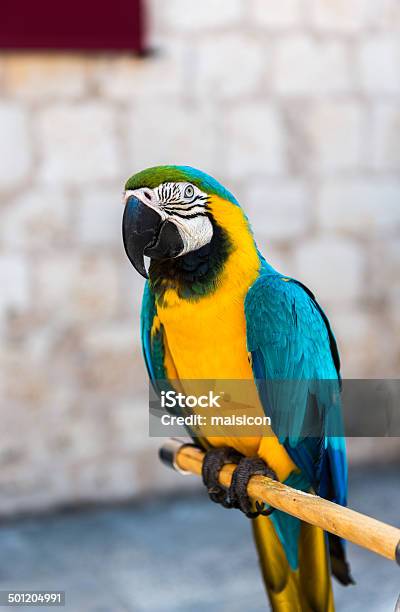 Parrot Stock Photo - Download Image Now - Animal, Beak, Bird