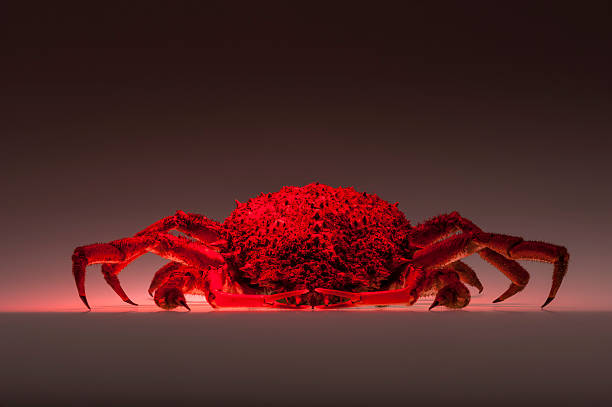 istock European spider crab, crustacean, shellfish, baking, copy space 501205007