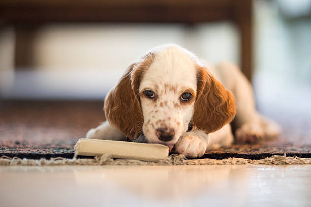 istock English Setter puppy with a chewing bone, Norway 501205362