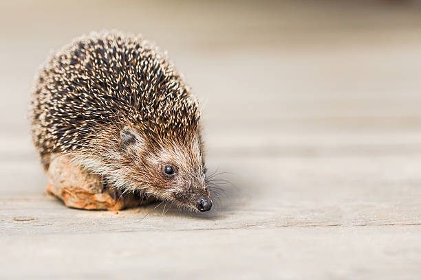 istock Beautiful Small Funny Hedgehog Standing On Stone 501206448