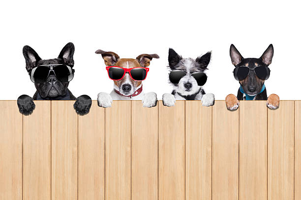 istock big row of dogs 501206681