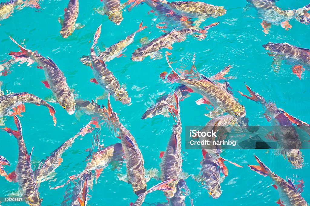 Fish Fish group in the lake, fish background Animal Stock Photo