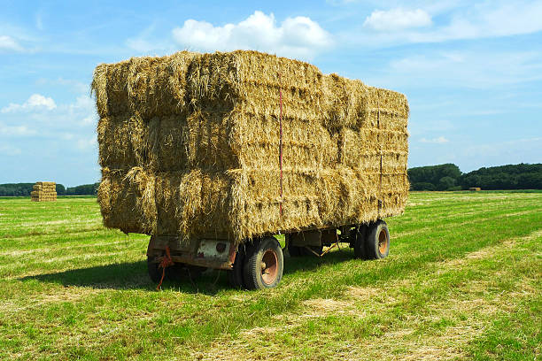 istock Bales of hay on a trailer 501207475