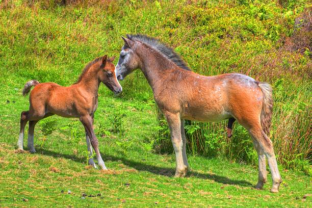 istock horse and foal. 501207889