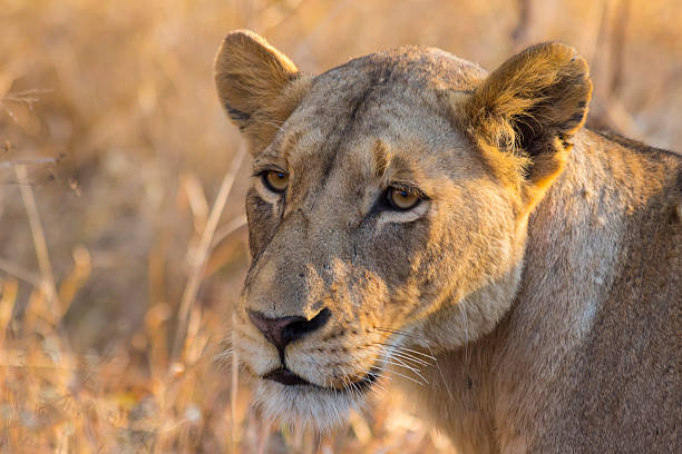 istock Lioness in the wild 3 501208323
