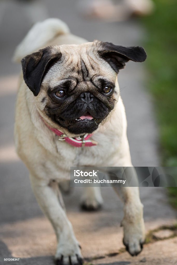 Die Mops ist - Lizenzfrei Beige Stock-Foto