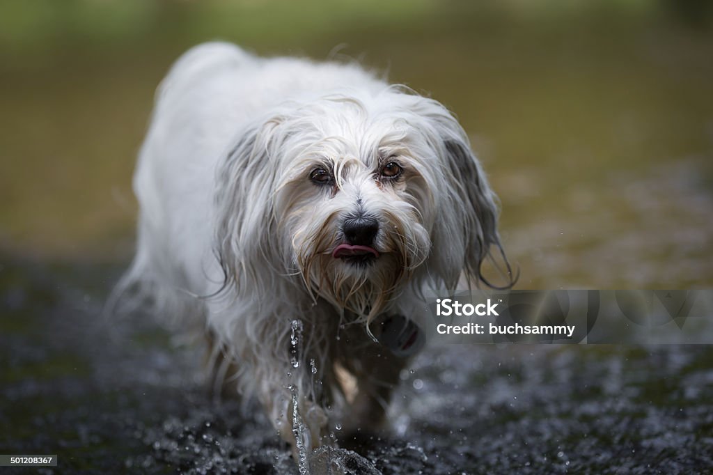 Soigneusement dans l'eau - Photo de Activité libre de droits