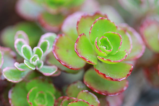 istock Succulents, sempervivum, houseleek 501208947