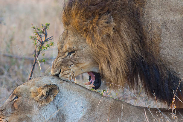 istock Male and female lion mating 501209331