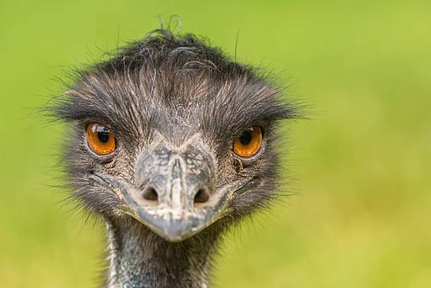 istock Portrait of Australian Emu 501209667