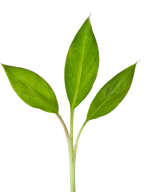 istock Banana plant  on white background 501210551