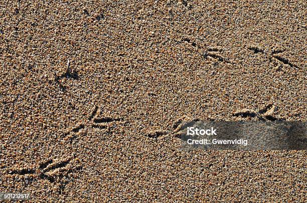 Traces Stock Photo - Download Image Now - Abstract, Beach, Bird