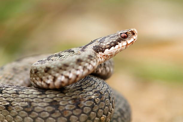 istock european common berus viper close up 501218926