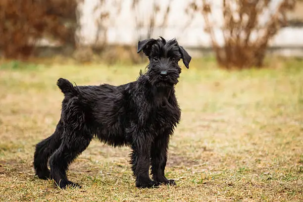 Black puppy of Giant Schnauzer or Riesenschnauzer dog outdoor