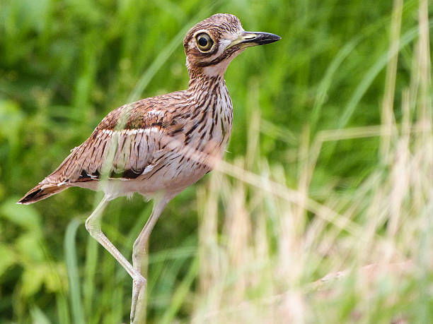 istock Water Thick-Knee Hiding Behind Grasses 501219778
