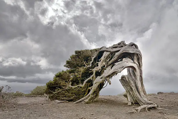 Photo of Old juniper tree with exposed trunk