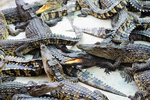 istock lot of crocodile on the ground 501220916