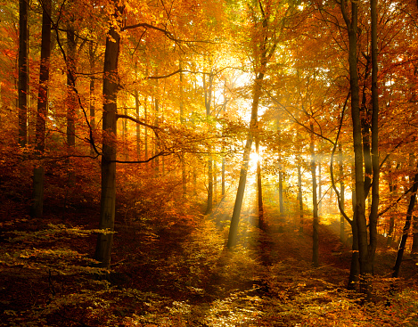 Deciduous Forest of Beech, Oak and Maple Trees with Leafs Changing Colour Illuminated by Sunbeams through Fog