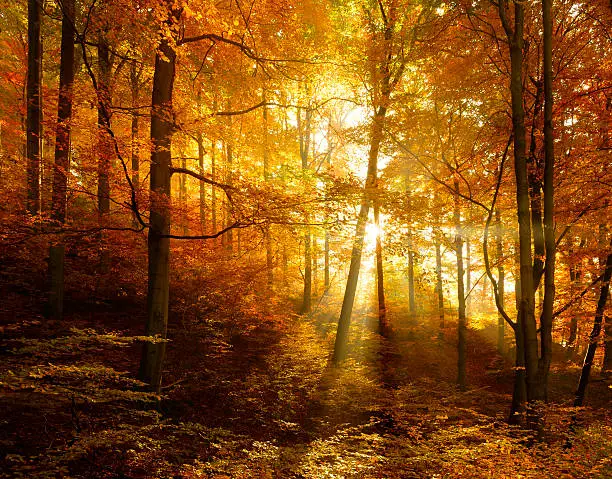 Photo of Autumn Forest  Illuminated by Sunbeams through Fog, Leafs Changing Colour