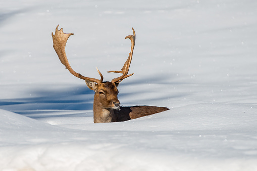 male fallow deer in the snow background