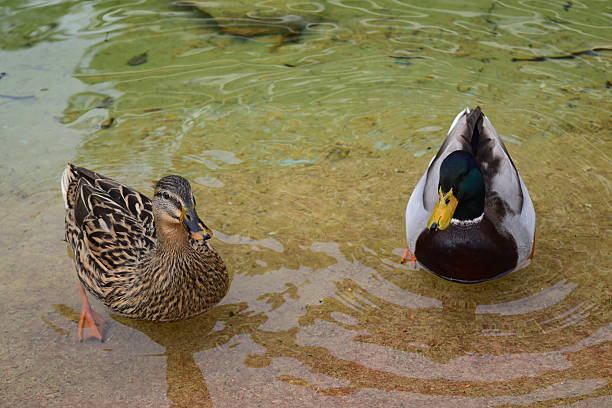 Ducks in A Lake stock photo