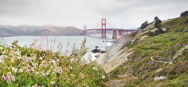 Shot of the wild flowers growing on the hills near Golden Gate Bridge, San Franciscohttp://195.154.178.81/DATA/i_collage/pu/shoots/806106.jpg