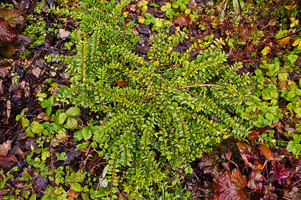 istock Branch of Cotoneaster on garden 501226678