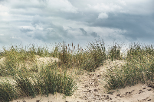 Sand dunes grasses in cornwall - UK