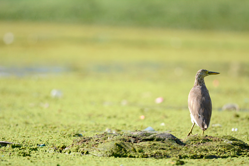 Indian pond heron or paddybird (Ardeola grayii) is a small heron. It is of Old World origins, breeding in southern Iran and east to Pakistan, India, Burma, Bangladesh and Sri Lanka. They are widespread and common but can be easily missed when they stalk prey at the edge of small water-bodies or even when they roost close to human habitations. They are however distinctive when they take off with bright white wings flashing in contrast to the cryptic streaked olive and brown colours of the body. 