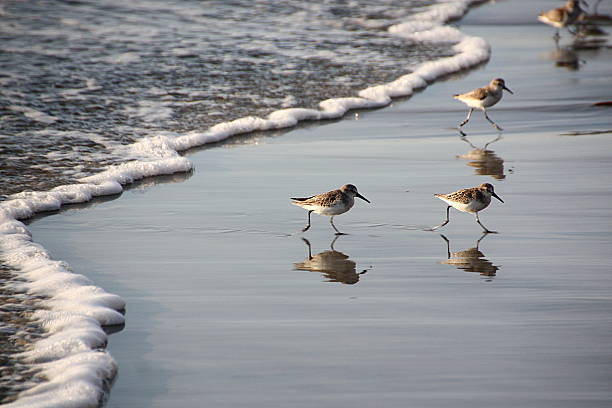 Birds Running from Waves - Malibu, California