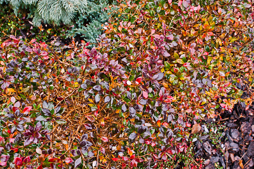 Branch of Cotoneaster on garden