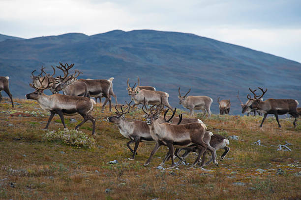 reno rebaño en la montaña de de jotunheiman - animal hembra fotografías e imágenes de stock