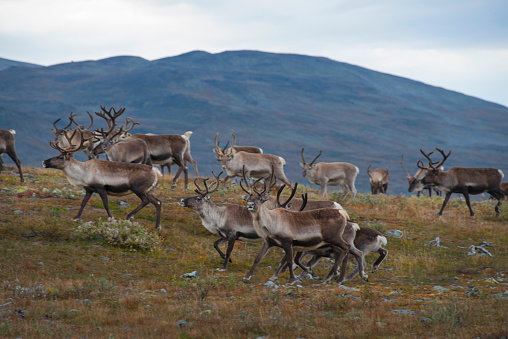 Southern Norway has a lot of reindeer.