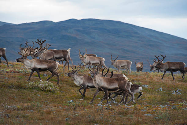 renas manada na montanha de de jotunheimen - fêmea de animal - fotografias e filmes do acervo