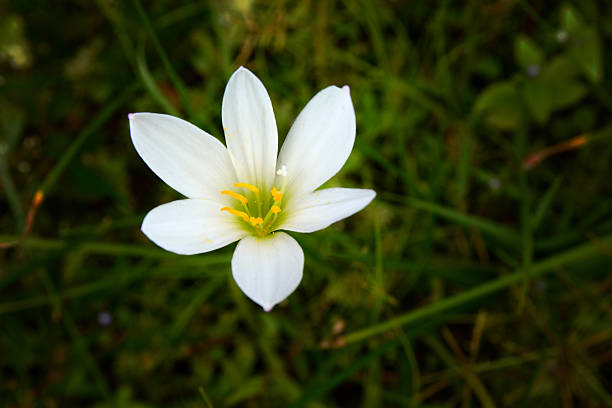 istock white flower among grass in the garden 501230484