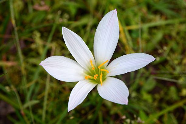 istock white flower among grass in the garden 501230670