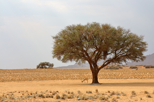 in Namib Rand Nature Reserve in Hardap region