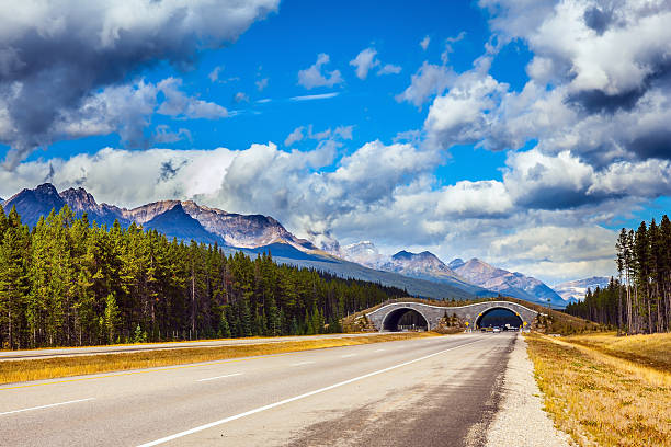 istock Bridge to go wild animals across the highway 501231662