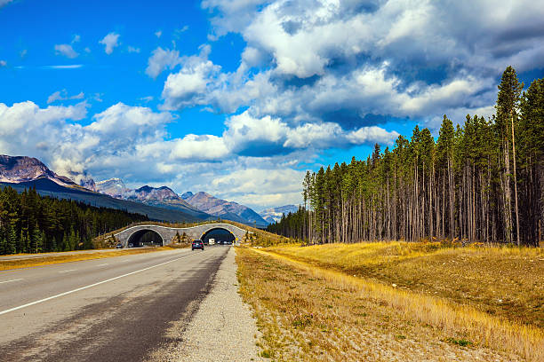 istock Bridge to go wild animals 501231826