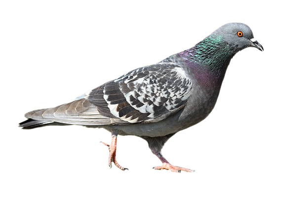 istock isolated feral pigeon walking 501233088