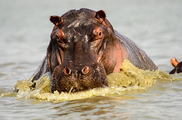 Hippo on the charge stock photo